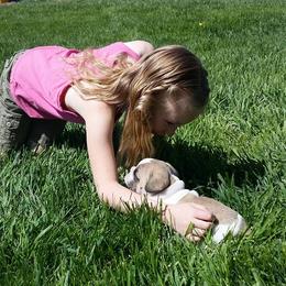 French Bulldog Puppies from Ginny's Frenchie's