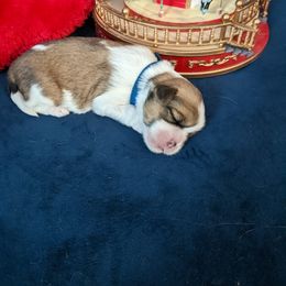 Lhasa Apso Puppies from Robin's Lhasa Apsos