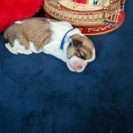 Lhasa Apso Puppies from Robin's Lhasa Apsos