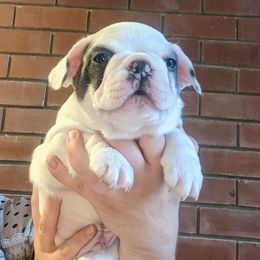 French Bulldog Puppies from Mon Chien Frenchies