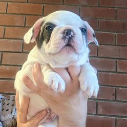 French Bulldog Puppies from Mon Chien Frenchies