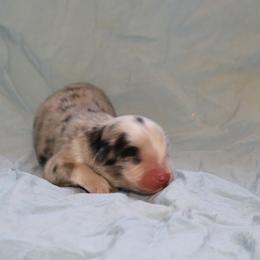 TeeTee - Blue merle male Miniature American Shepherd puppy in Tiskilwa, Illinois from First Harmony Farms