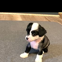 Girl 1 - Chinese Crested puppy from Show Style Chinese Cresteds