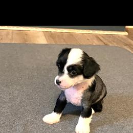 Girl 1 - Chinese Crested puppy from Show Style Chinese Cresteds