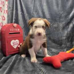 Loki - Red male Border Collie puppy in Gary, Indiana from Lake Ridge Border Collies