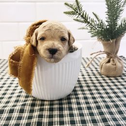 Goldendoodle Puppies from Proctor’s Petite Goldendoodles