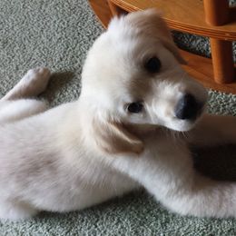 Golden Retriever Puppies from Wonder Goldens