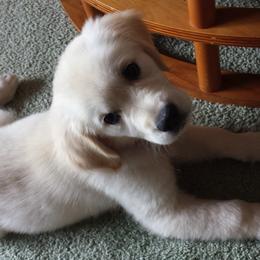 Golden Retriever Puppies from Wonder Goldens