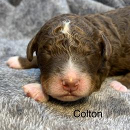 Colton - Tri-color male Bernedoodle puppy in New Ringgold, Pennsylvania from Hawk Mountain Doodles