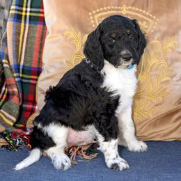Timber - Parti male Goldendoodle puppy in Idaho Falls, Idaho from High Quality Goldendoodles