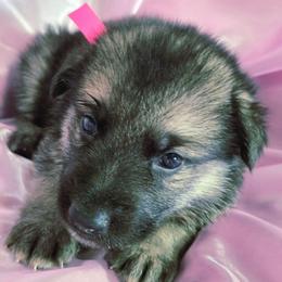 Hot Pink Girl - Black and cream female Shiloh Shepherd puppy in Dover, Florida from Heritage Shilohs