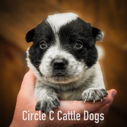 Boy 3 - Blue male Australian Cattle Dog puppy in Blackfoot, Idaho from Circle C Australian Cattle Dogs