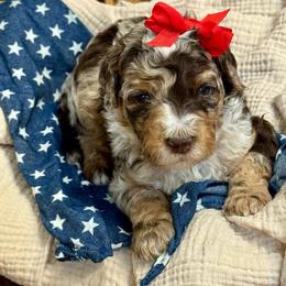 Blue - Merle female Goldendoodle puppy in Hesperia, Michigan from Red Acres Poodles & Doodles