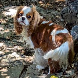 Winnie - Cavalier King Charles Spaniel