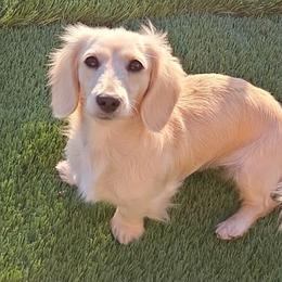 Elena - Dachshund
