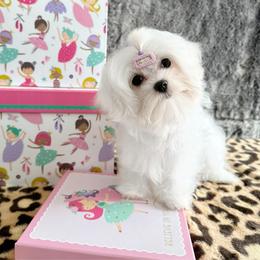 Princess Rumí - White female Maltese puppy in Vinton, Louisiana from Dreams & Love Maltese