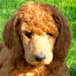 Poodles from Cerise Poodles