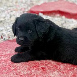 Miles - Black male Labrador Retriever puppy in Baldwin City, Kansas from Hedge Lane Labradors