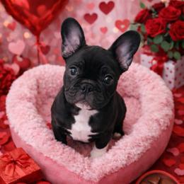 Socks - Black male French Bulldog puppy in Greenville, Texas from Big Bullies N Texas