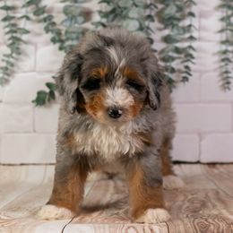 Saffron - Stunning Blue Merle Female, Great Conformation, Playful Spirit - Blue merle female Bernedoodle puppy in Eureka, Illinois from Joley Aire Family Dogs