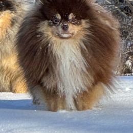 Cashew 🤎 - Pomeranian