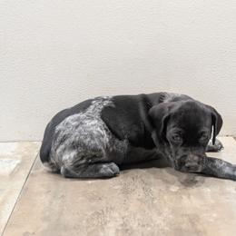 Black Girl 9222 - Black and white female German Shorthaired Pointer puppy in Spring Hope, North Carolina from Hogan’s Lowrider Hounds