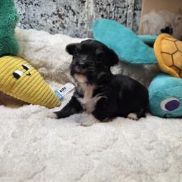 Boy 7 - Black and tan male Havanese puppy in Deer Park, Washington from Mt. Top Havanese
