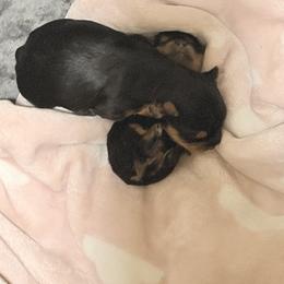 Yorkshire Terrier Puppies from House of Yorkie