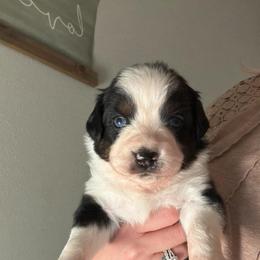 Miniature Australian Shepherd Puppies from Alex Clinedinst