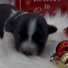 Sydney -AKC - Black and white female Havanese puppy in Verden, Oklahoma from Holcombs Puppy Ranch