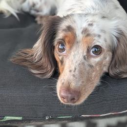 Birdee - Dachshund