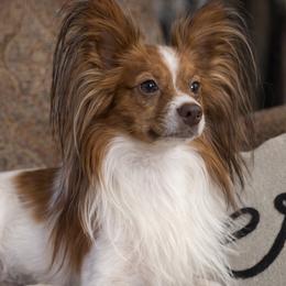 Jolie - Papillon