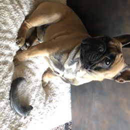 Fuego - French Bulldog