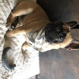Fuego - French Bulldog