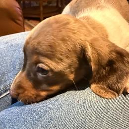 Briar - Dapple male Dachshund puppy in Tarrant County, Texas from Louis' Litters