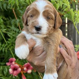 Blue collar boy - Apricot male Goldendoodle puppy in Fairfield, California from Twin Sisters Doodles