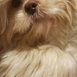 Milo - Shih Tzu