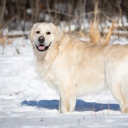 Blu - Golden Retriever