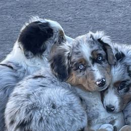 Australian Shepherd Puppies from Double NB Livestock LLC