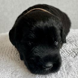 Giant Schnauzer and Miniature Schnauzer Puppies from My Angel Schnauzers