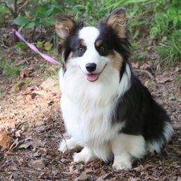 Lyra - Pembroke Welsh Corgi