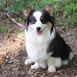 Lyra - Pembroke Welsh Corgi