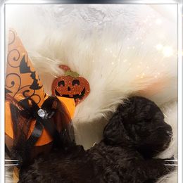 Poodle Puppies from Treasured Standard Poodles