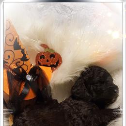Poodle Puppies from Treasured Standard Poodles