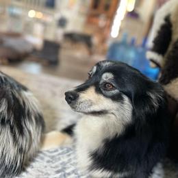 Derby - Miniature Australian Shepherd