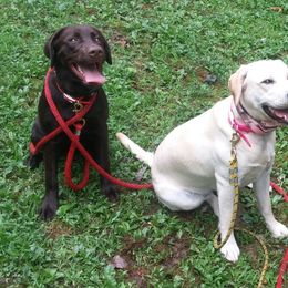 Labrador Retrievers from Swift Run Labs