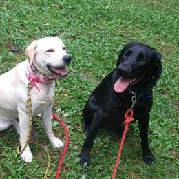 Labrador Retrievers from Swift Run Labs