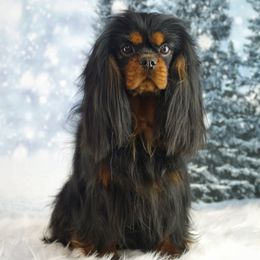 Helga - Cavalier King Charles Spaniel