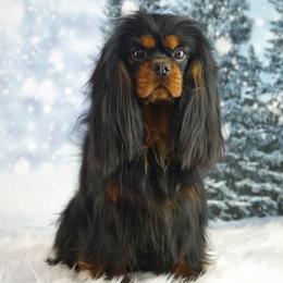 Helga - Cavalier King Charles Spaniel