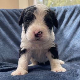 Basil - Black and white male Assorted Doodle Crosses puppy in Rocky Point, North Carolina from CelticDoods